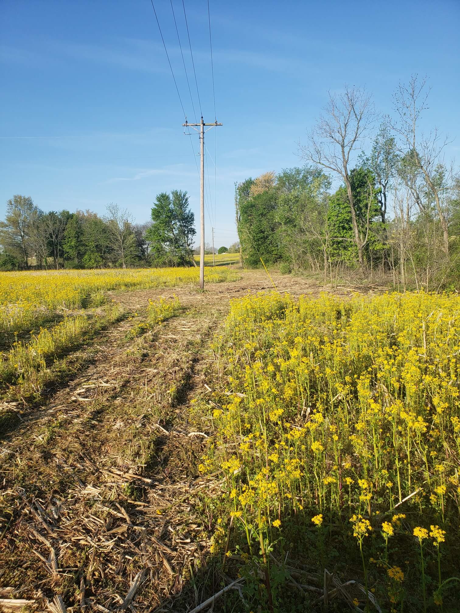 Cleared right-of-way field with yellow goldenrod